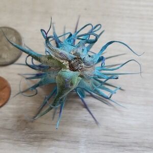Small Blue‎ Purple Preserved Airplant Tillandsia Decorative Botanical Accent